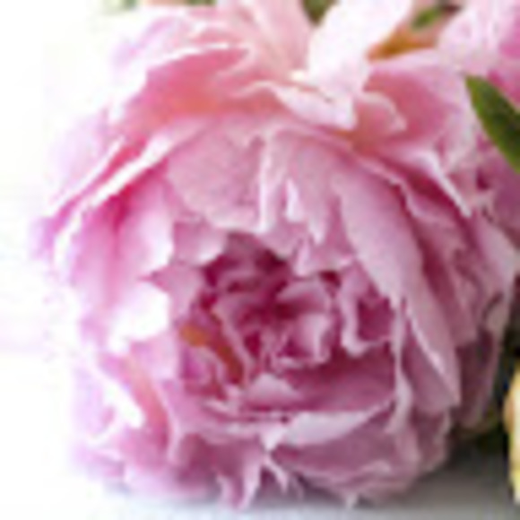 Meet your Posher, Tamelene - Picture 1 of 1